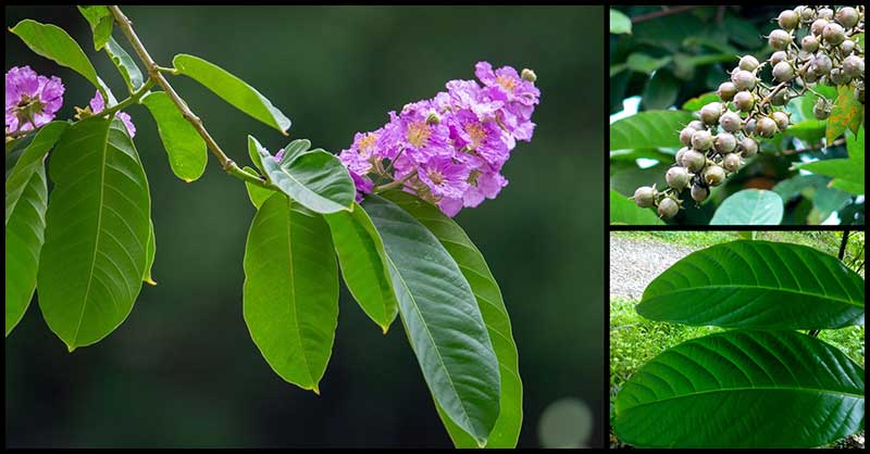 Banaba May Help Manage Symptoms Of Diabetes