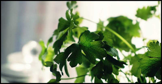Cilantro & Digestion
