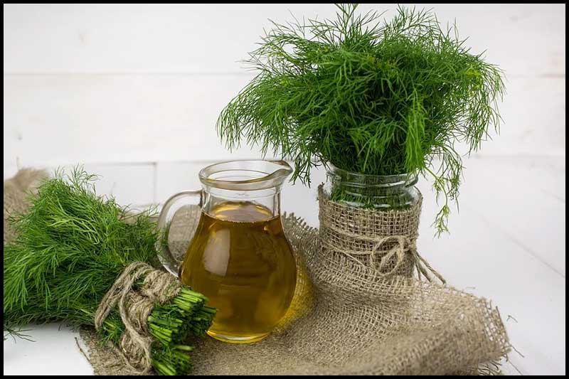 Dill For Digestive Health