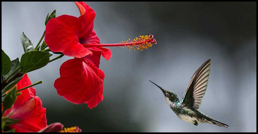 Hibiscus Tea For Hypertension