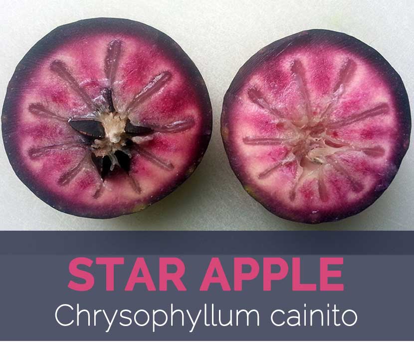 Star Apple Facts And Health Benefits