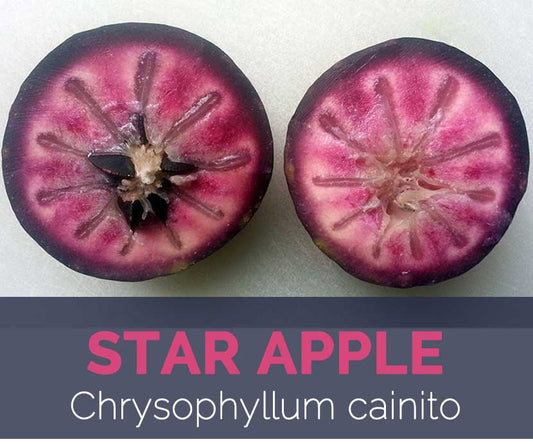 Star Apple Facts And Health Benefits