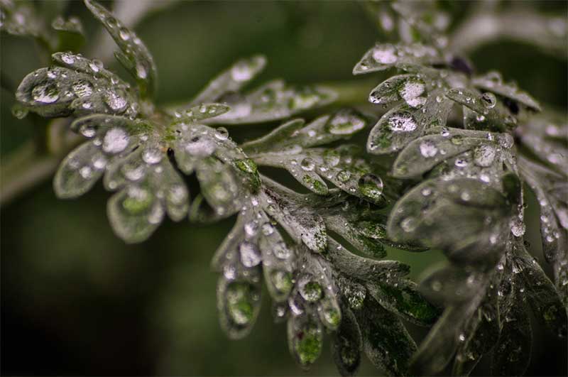 Antimicrobial And Antifungal Capabilities Of Wormwood
