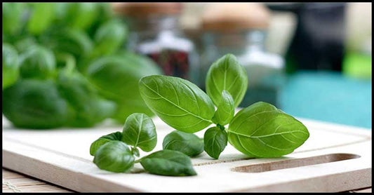 Basil Leaves To Help Beautify The Skin