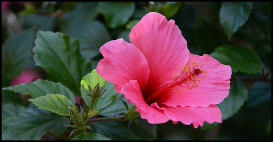 Hibiscus For A Beautiful Hair
