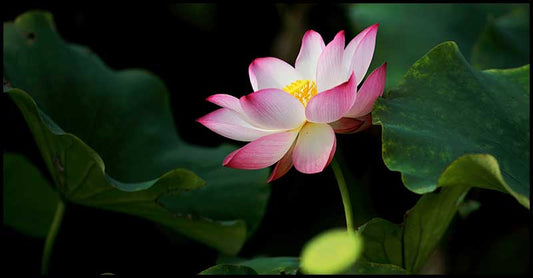Potential Medicinal Benefits Of Lily Plant