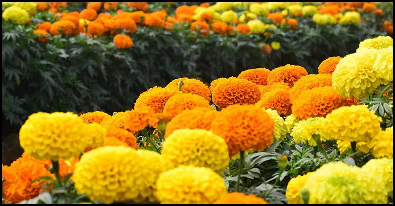 Marigold May Help Treat Skin Wounds, Burns And Rashes