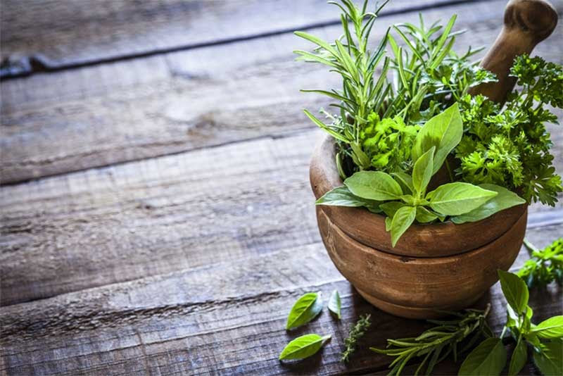 Taking Care Of Our Lungs With Medicinal Plants