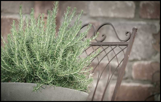 Rosemary For Our Brain Health