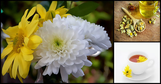 Surprising Health Benefits Of Chrysanthemum Tea